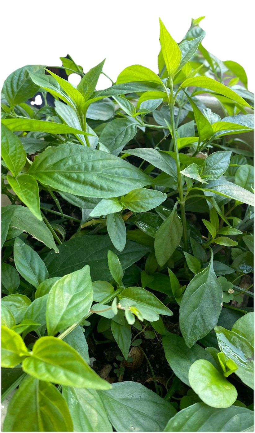 3 cuttings with roots Vietnamese Magenta Leafs -La Cam LIVE PLANTS ( NO Pots)