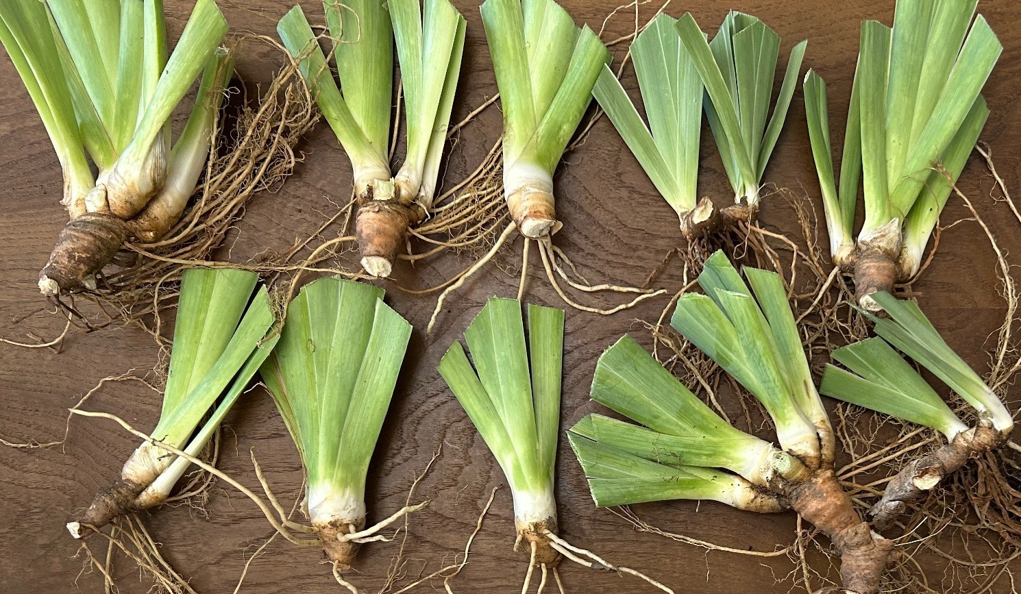 ‘Immortality’ iris rhizome + gift, combined shipping $1 each additional