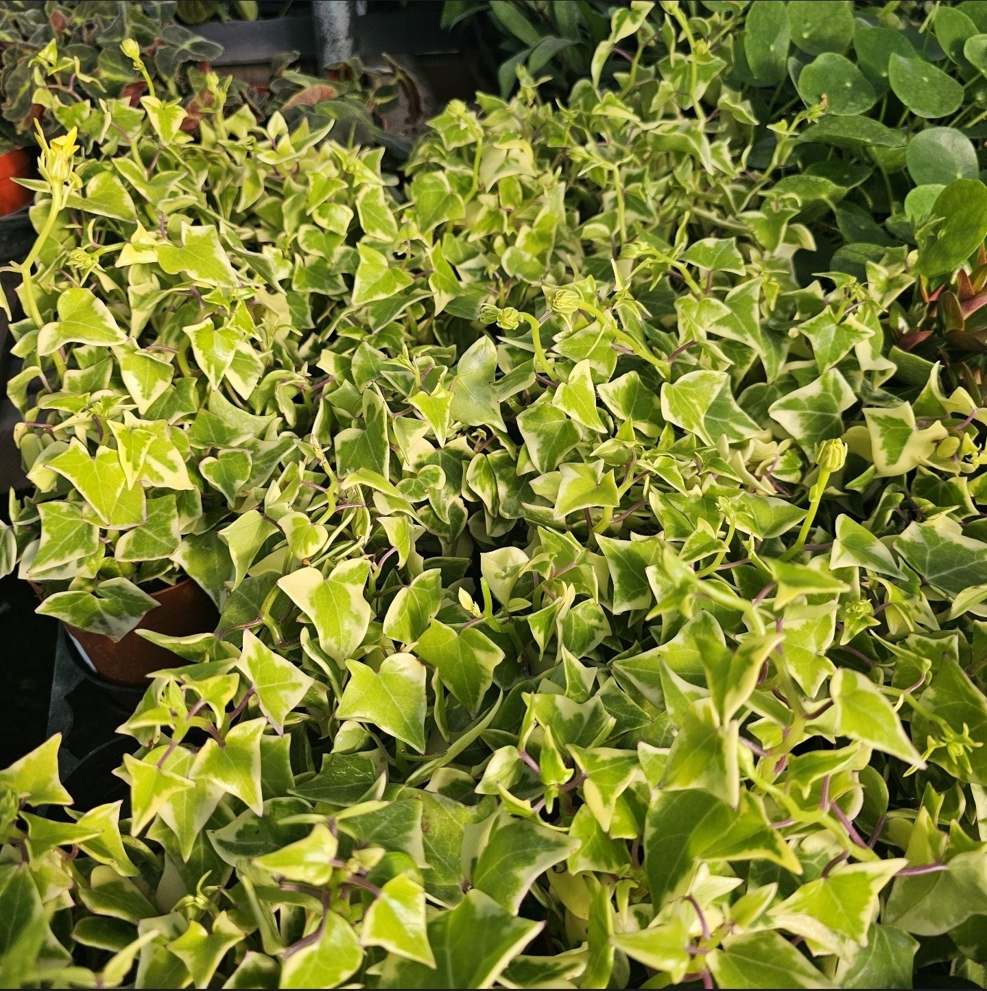 Variegated Wax Ivy | Trailing Plant | 2in pot