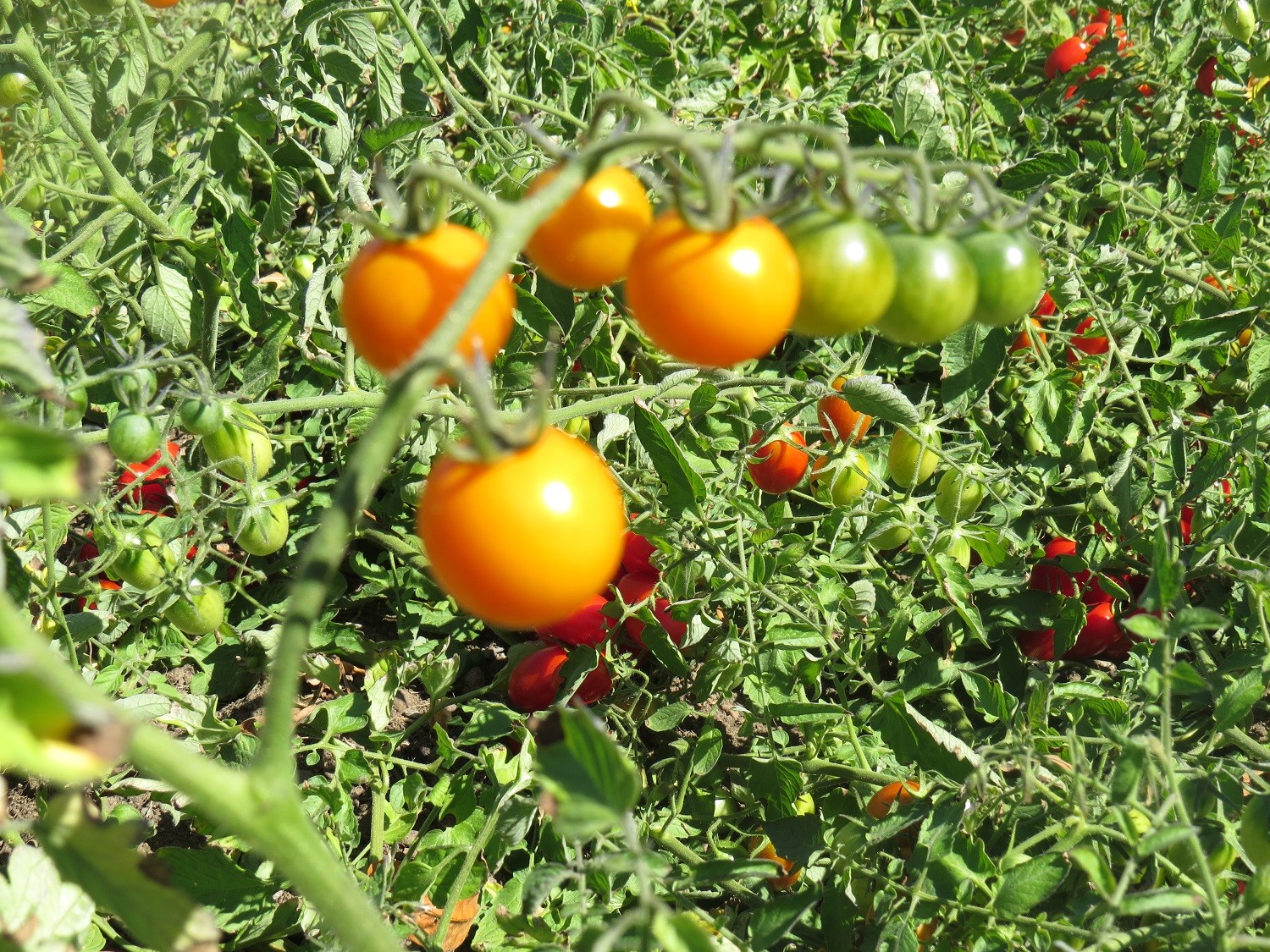 MPB#5 Sunsugar Tomato Seeds Garden Seeds 25 To 1,000 Seeds Quantity Sun Sugar