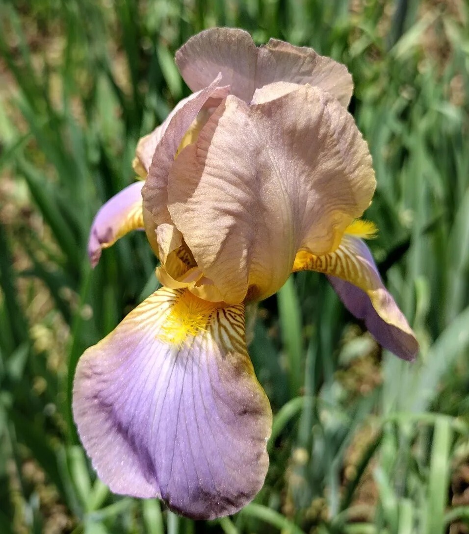 5 MIXED VARIETIES IRIS Rhizomes FREE SHIPPING