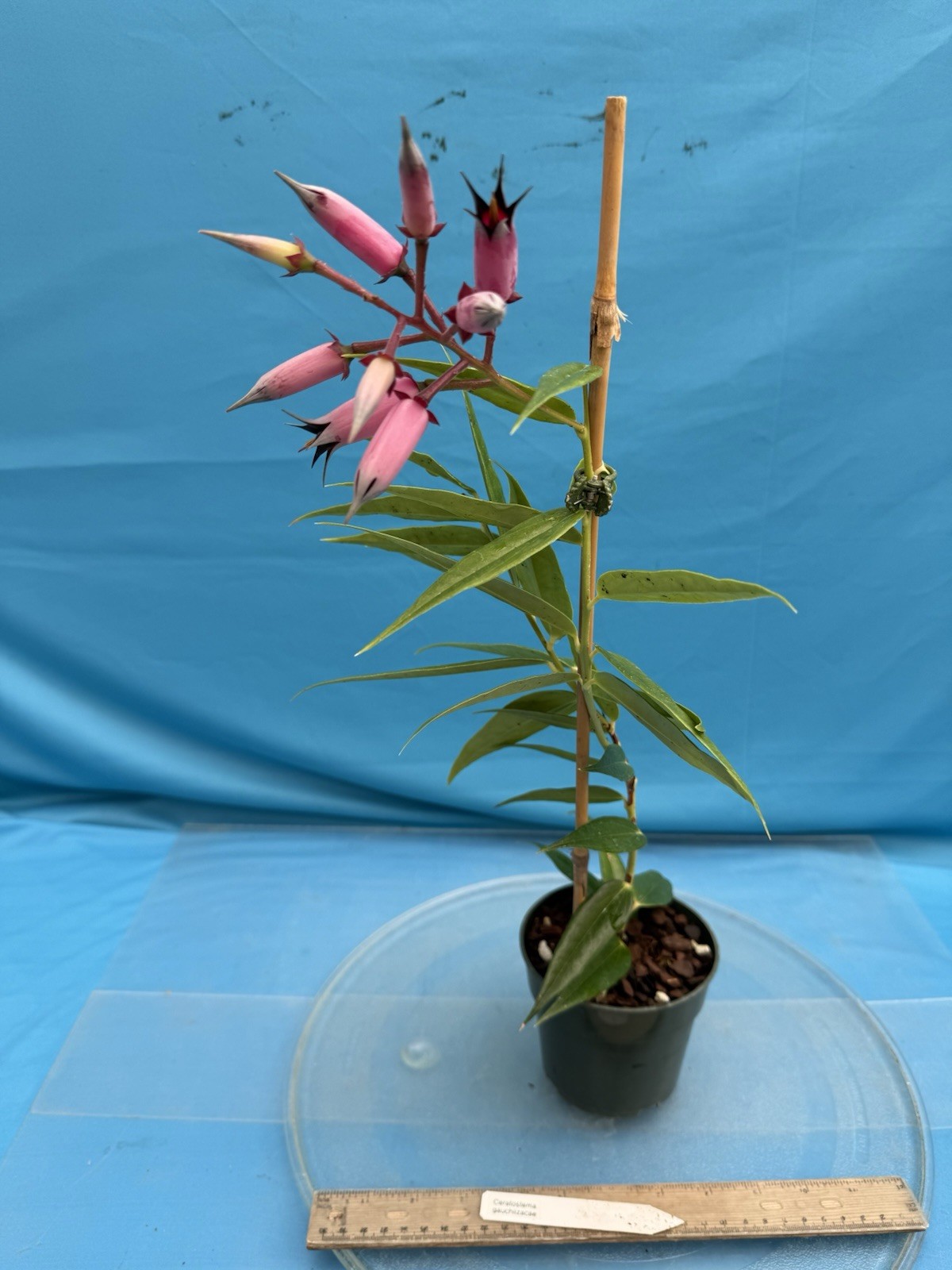 Ceratostema gauchiizacae Black Pink BS Neotropical Ericaceae Blooming 4.5” Pot