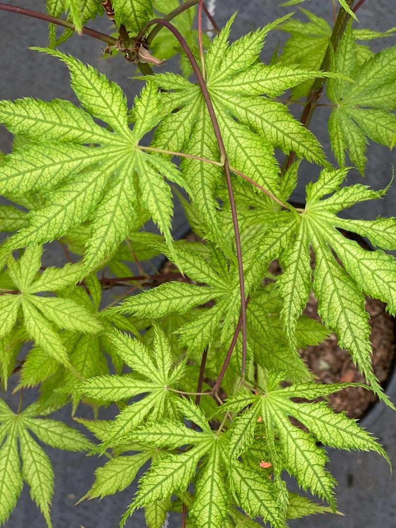 Acer palmatum ‘Grandma Ghost’ (Grandma Ghost Japanese Maple)