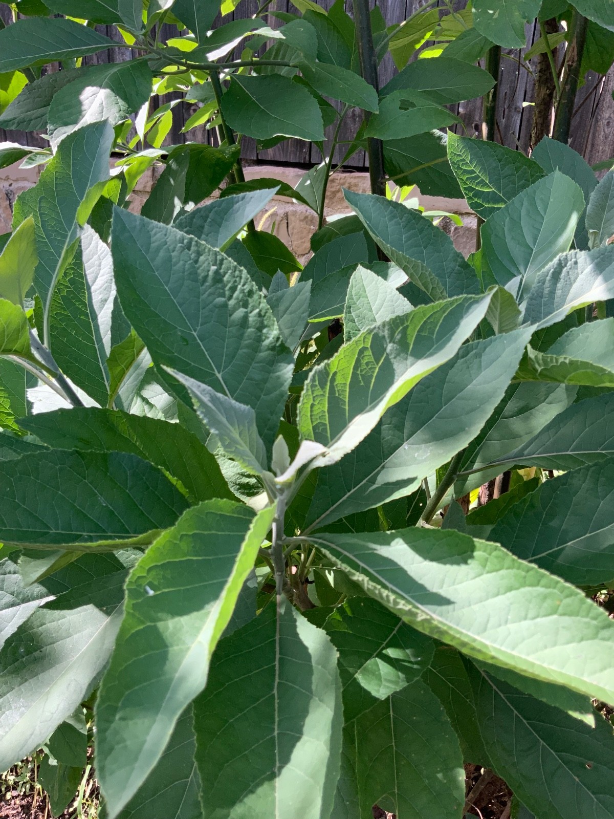 Organic freshly plucked Bitter leaf (Ewuro)