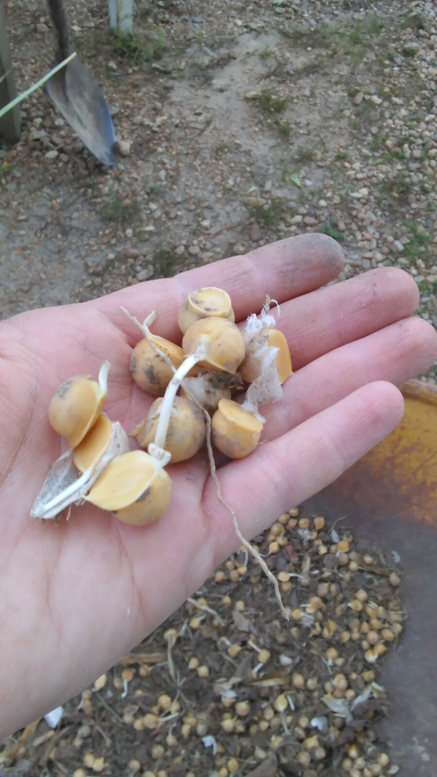 20 Garlic (Allium sativum) Corms/Bulbils- Fresh & Ready To Plant
