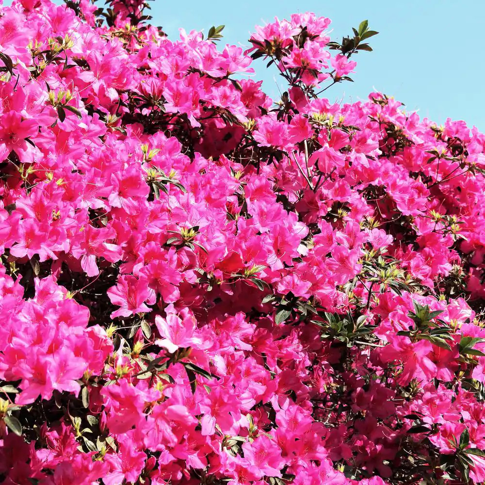 2.5 Qt. Azalea Chinzan Flowering Shrub With Pink Blooms Free Shipping