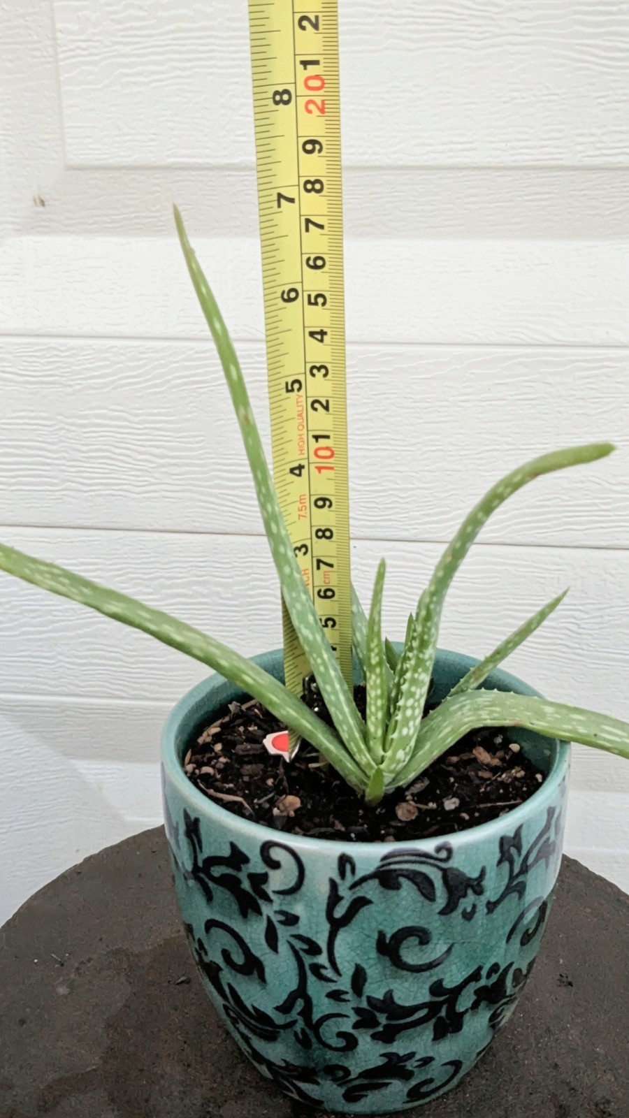 Live Aloe Vera Plant in Green Ceramic Planter With Black Floral Vines Design