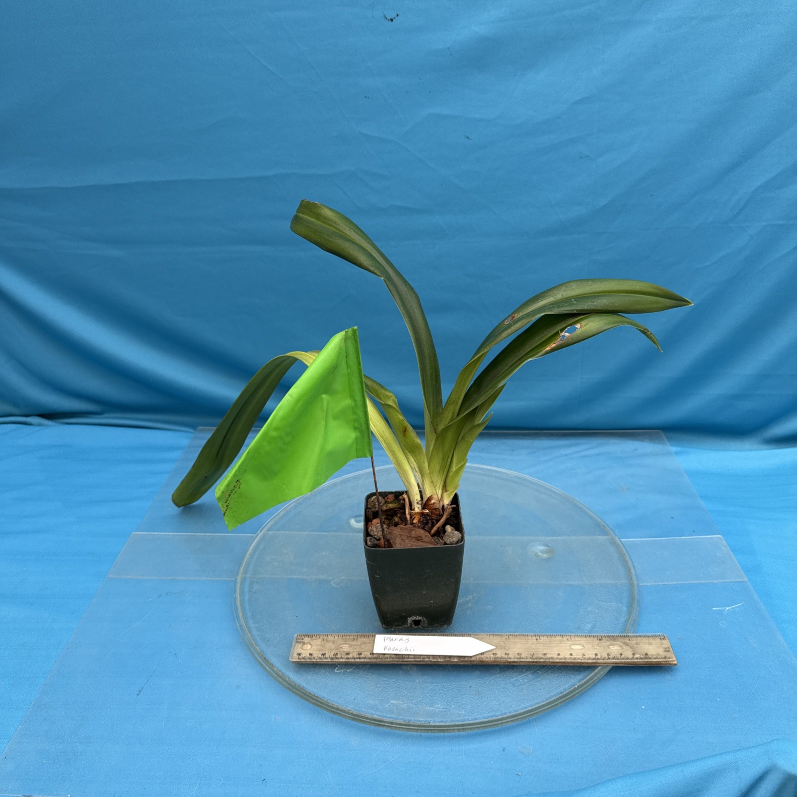 Phragmipedium kovachii Pink Purple NEW IMPORT Orchid species 4” FRESH RePot