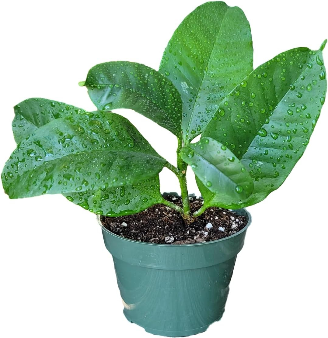 Hoya Shooting Star – Hoya Multiflora – Hoya Plants Live Houseplants – Stunning S