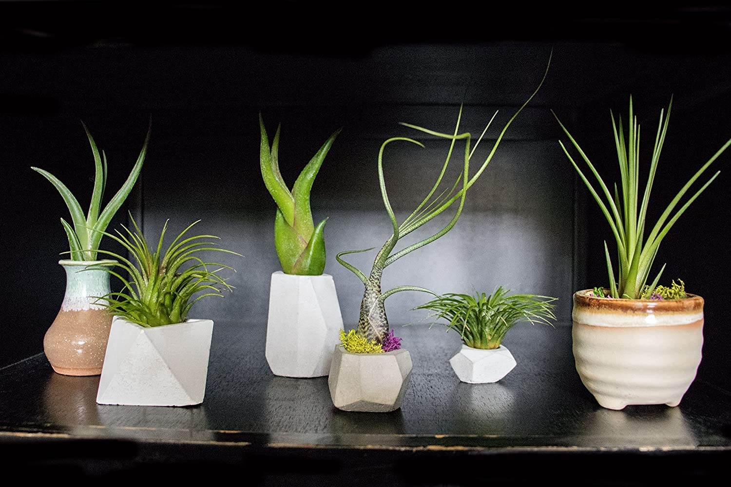 Altman Plants 12 Air Plant Variety Pack – Small Tillandsia Terrarium Kit –
