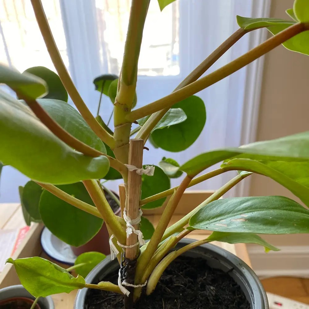 Philodendron Malay Gold Lemon Lime Rooted Starter Plant BUY 2 GET 1 FREE