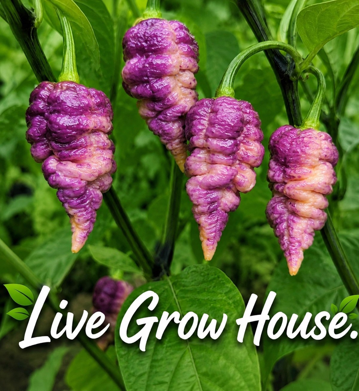 🌶️ Pink Tiger X Peach Bhut P/C Pepper Seeds (10) | OPEN POLLINATED | Superhot