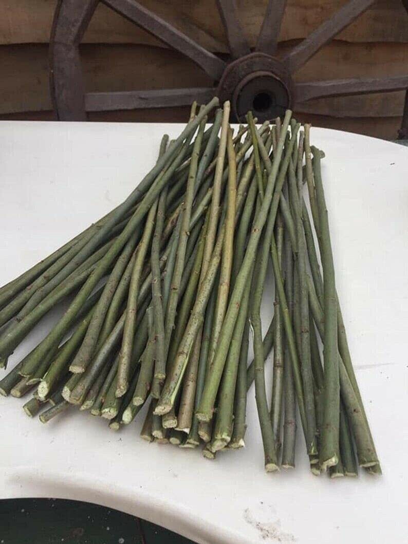 10 Willow Tr?e Cuttings – Crack Willow for Pl?nting