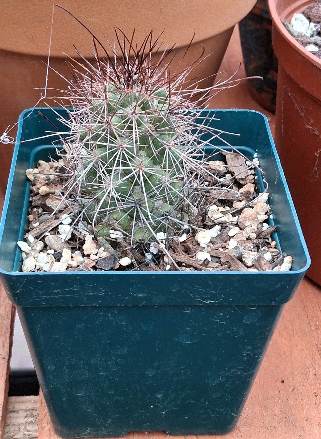 Mammillaria Poselgeri EXOTIC rare Cactus From BAJA MEXICO! Ships In A 4″ Pot!