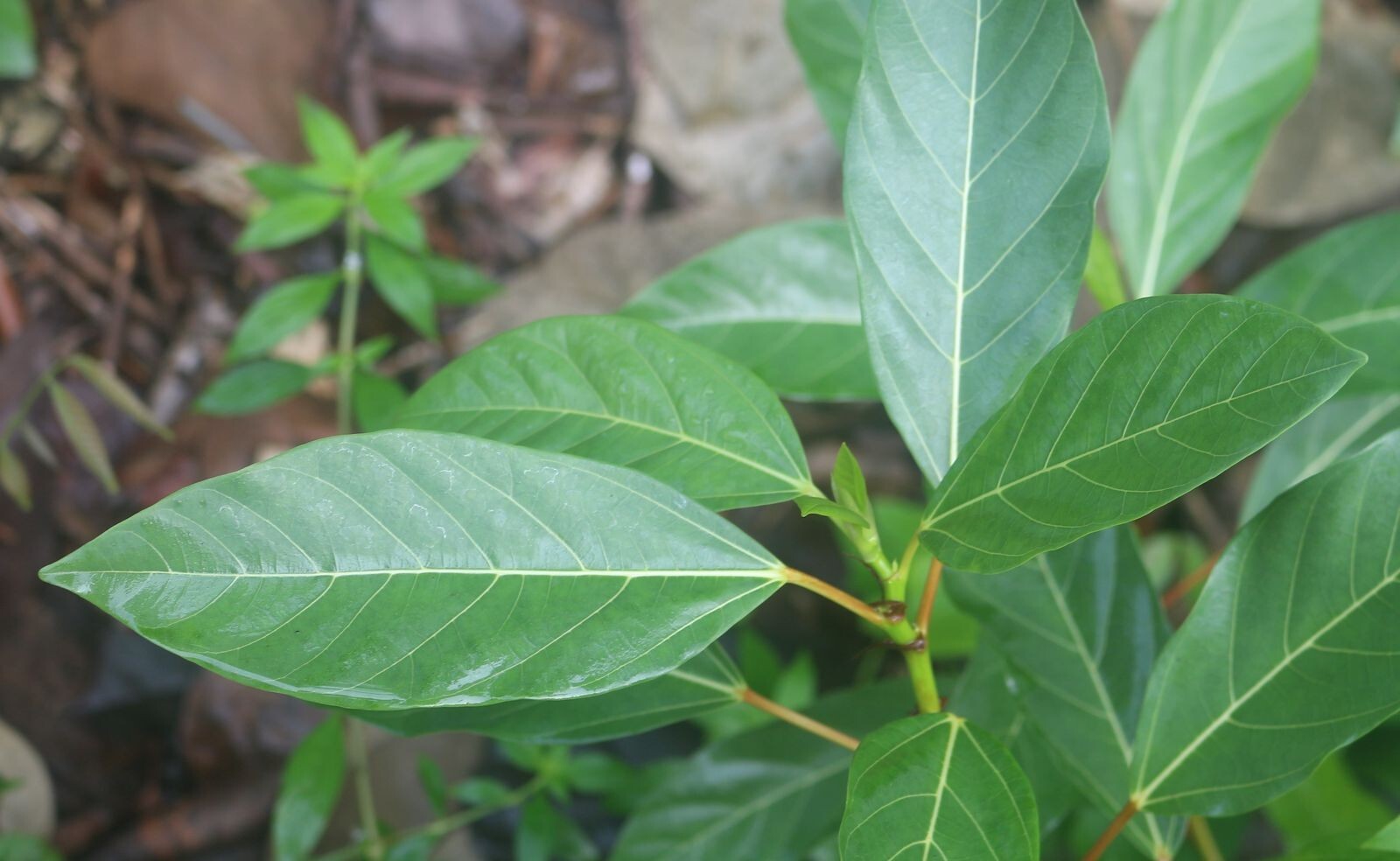 10 Ficus Racemosa Cluster Fig Seeds Ultra Unique Exotic!