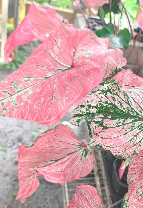 5 Thai Beauty Caladium Bulbs Big Leaves Easy To Grow Rare Arum Pink Plants Plant