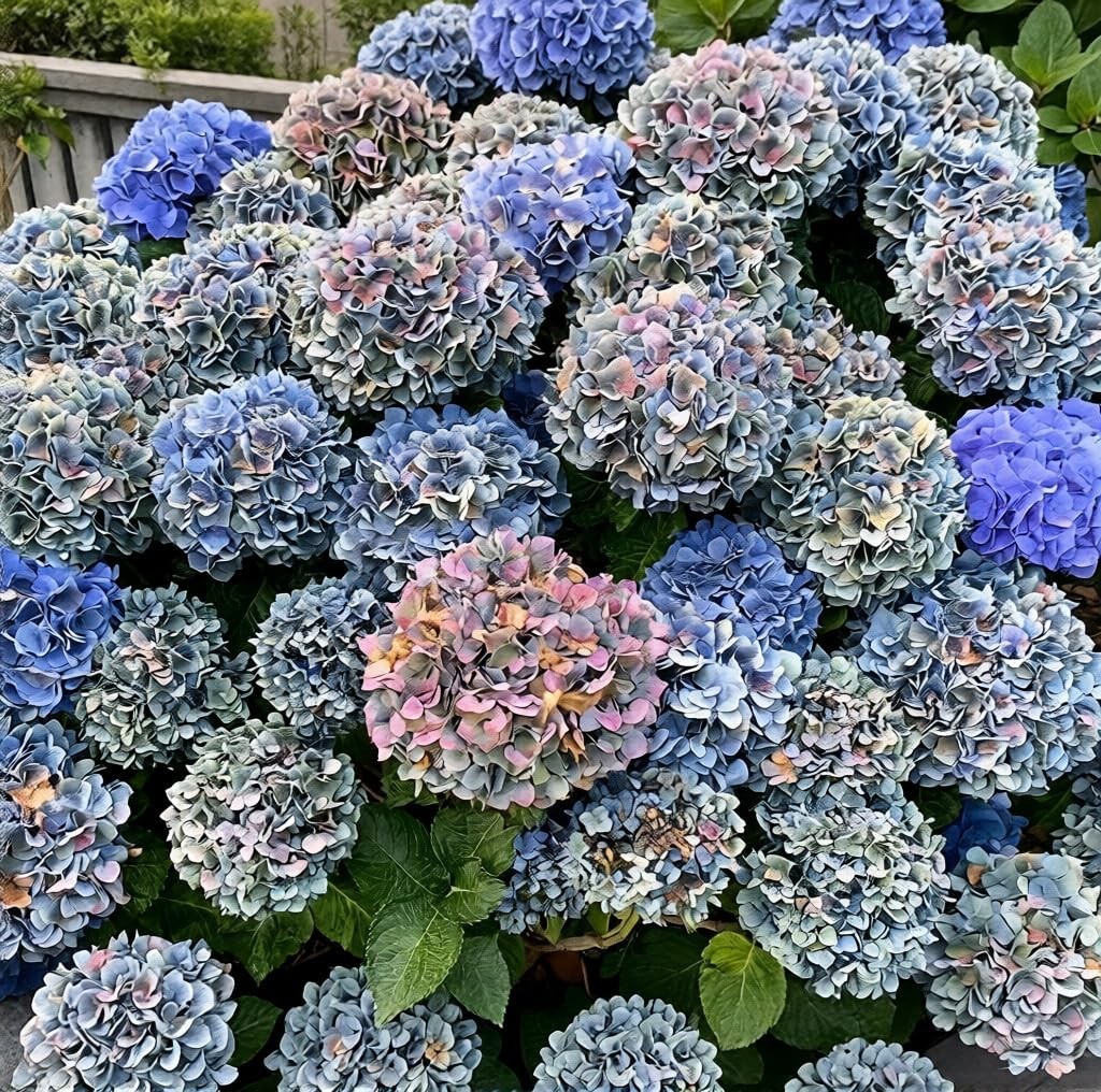 150+ Hydrangea Seeds – Mixed Color Perennial Flowers (Blue, Pink, Red & Mix