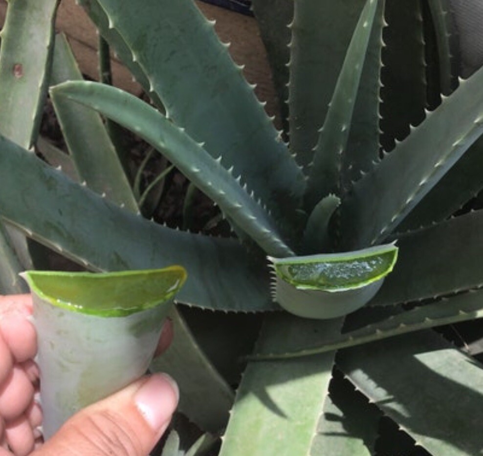 Aloe Vera Leaf 4 Ounces Cutting Medicinal