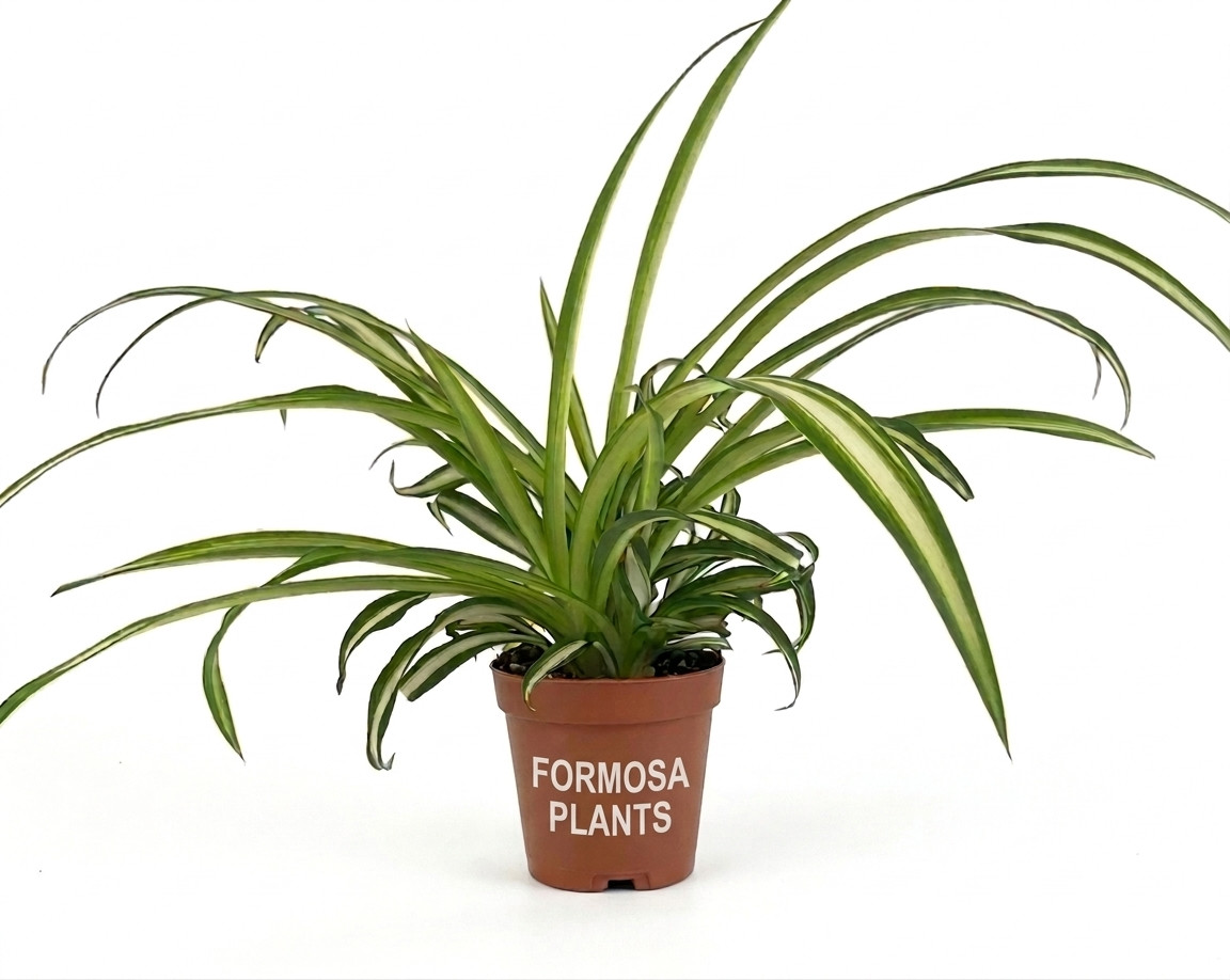 Spider Plant – Live Plant in a 2 Inch Pot – Chlorophytum Comosum