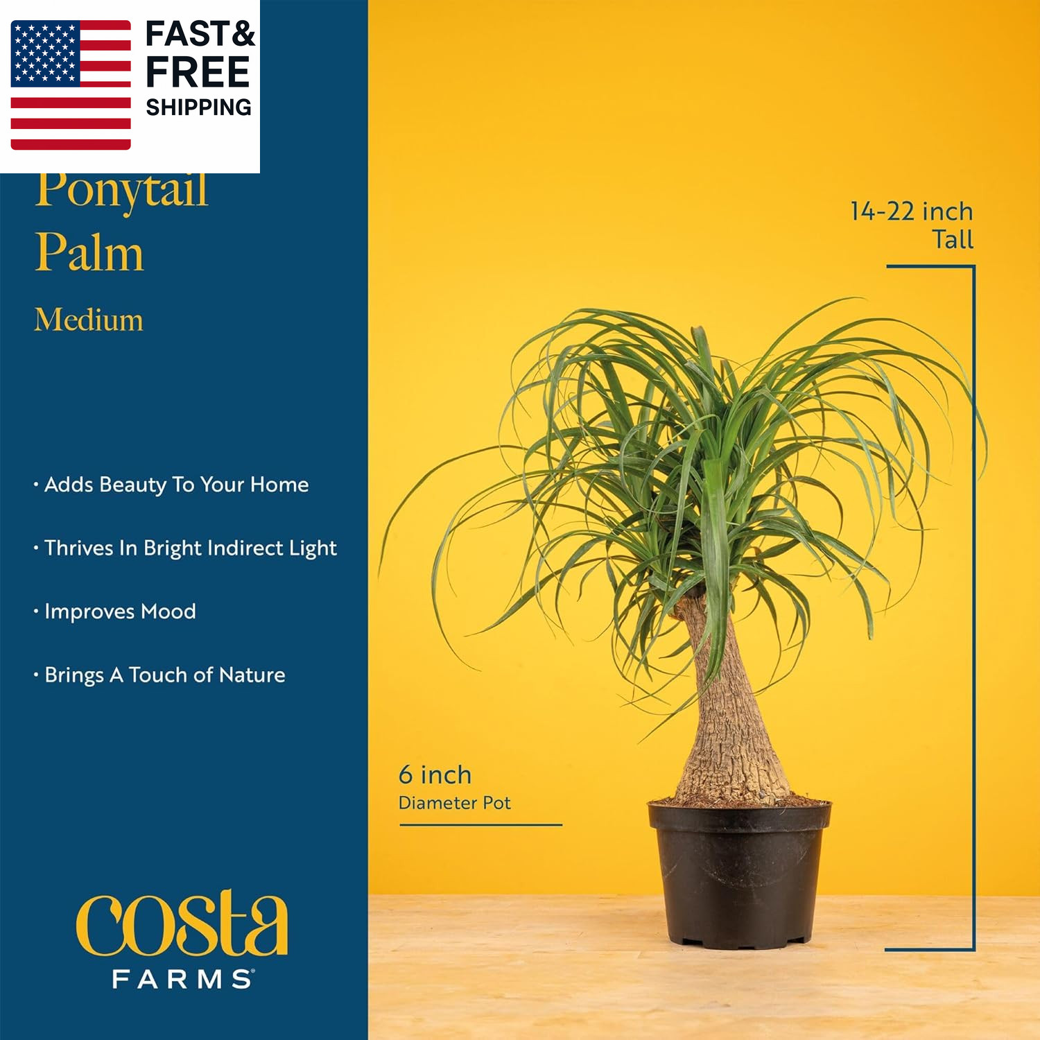 Ponytail Palm Live Plant in Decorative Pot, Easy to Maintain Indoor Houseplant,