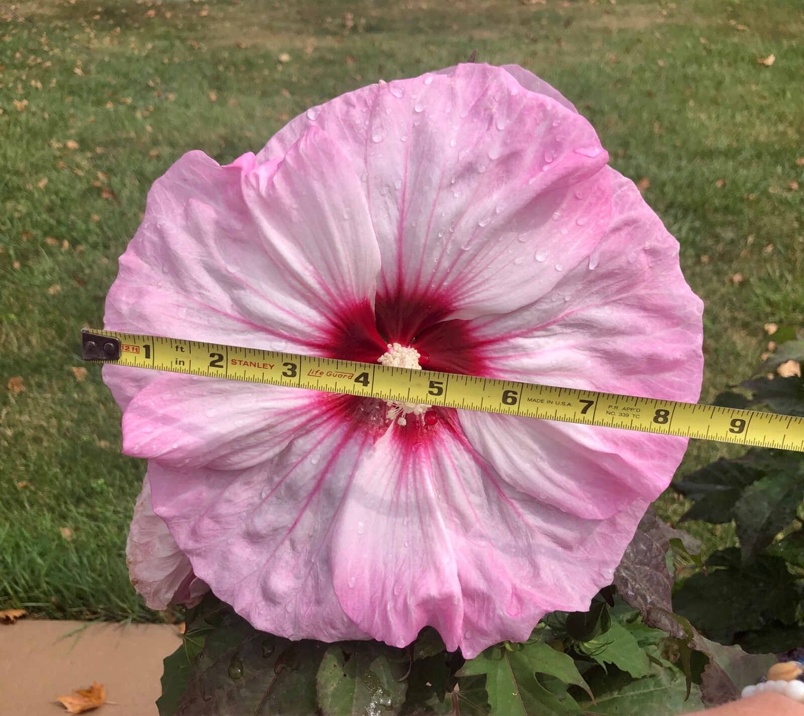 20 LGE FLOWER “AIRBRUSH” AND “STARRY NIGHT”ROSE MALLOW HIBISCUS SEEDS (ZONE 4-9)