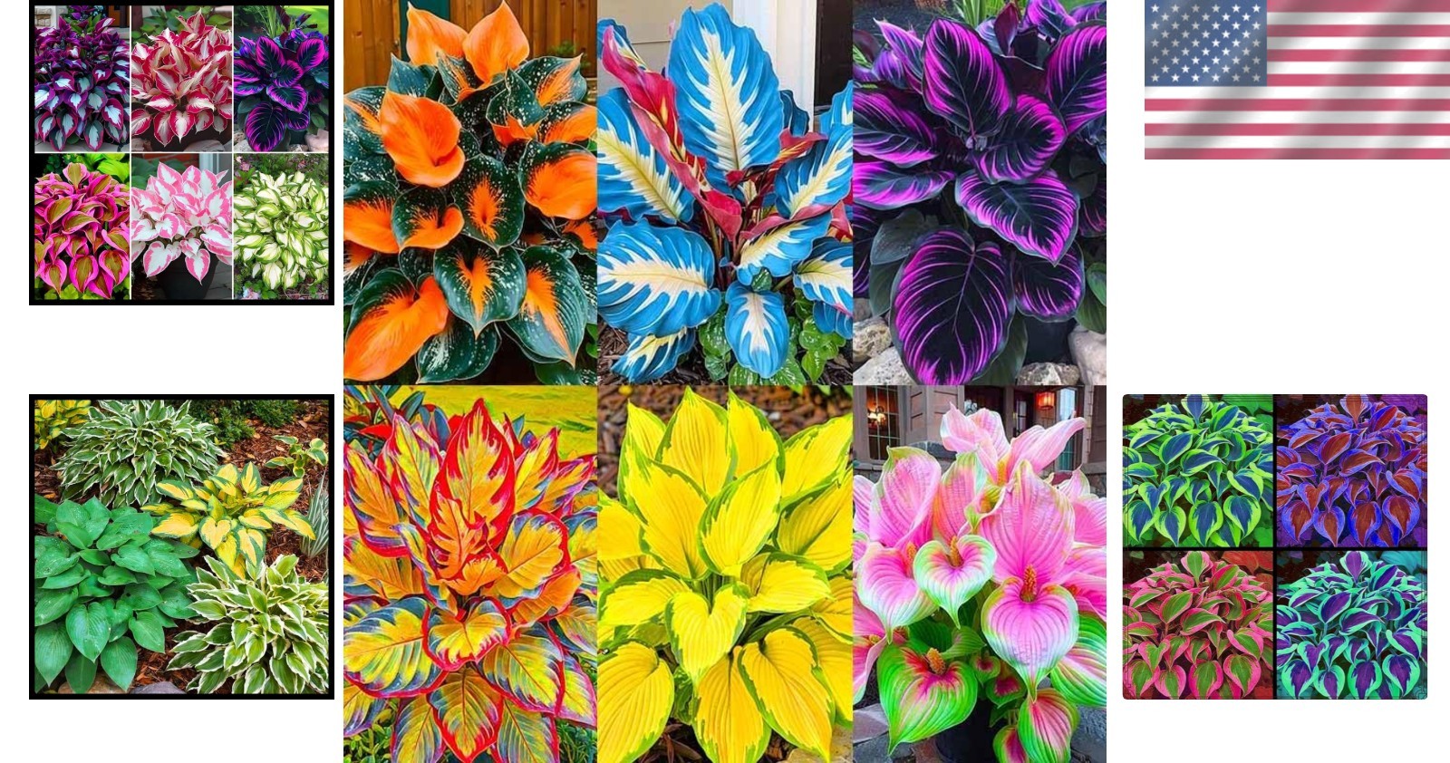 185+ Mixed Color Hosta Seeds for Planting Outdoors- Shade/Cold Tolerant Perennia