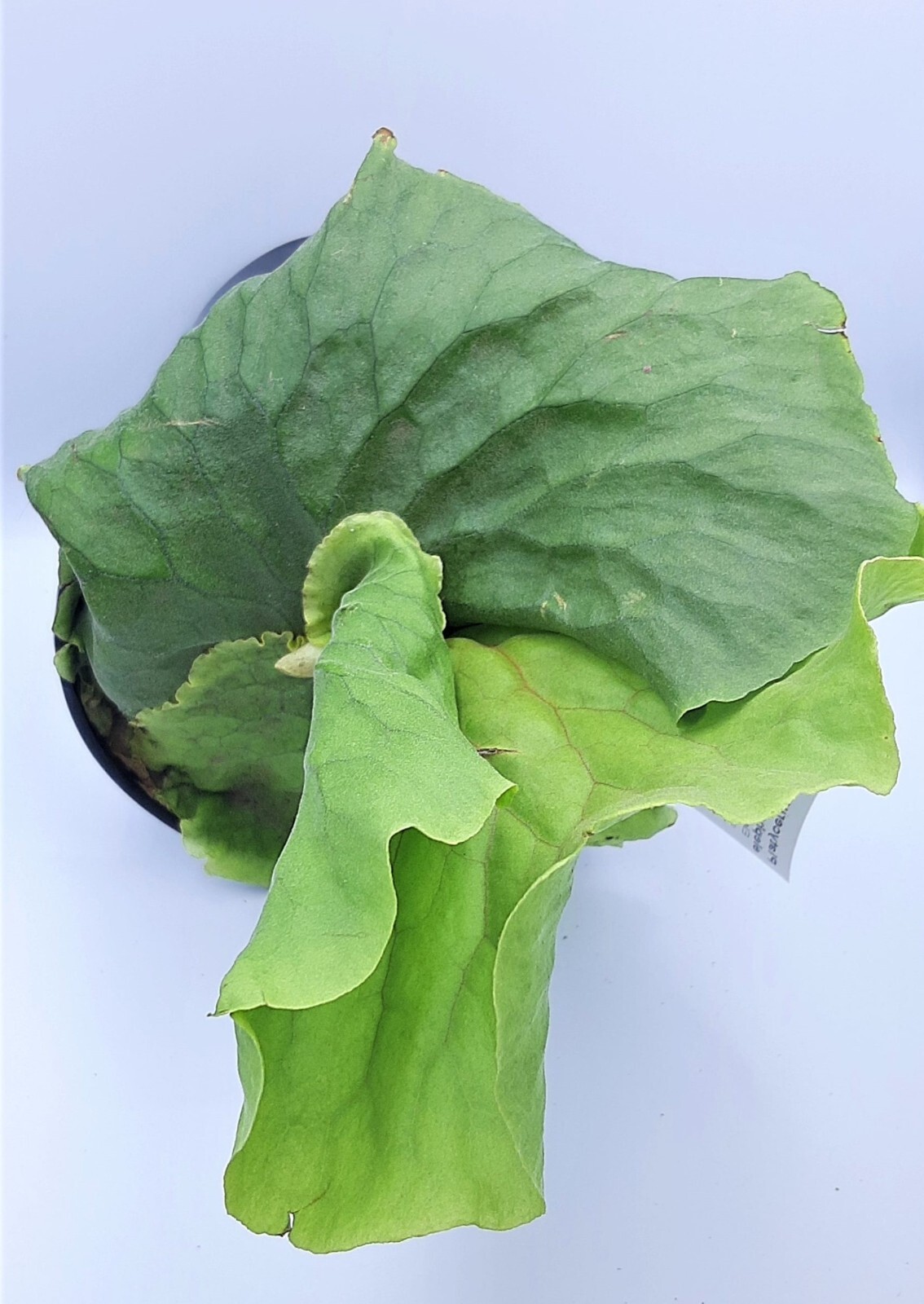 Platycerium Elephantotis Elephant Staghorn Fern Live Plant Outdoor Garden 3″ Pot