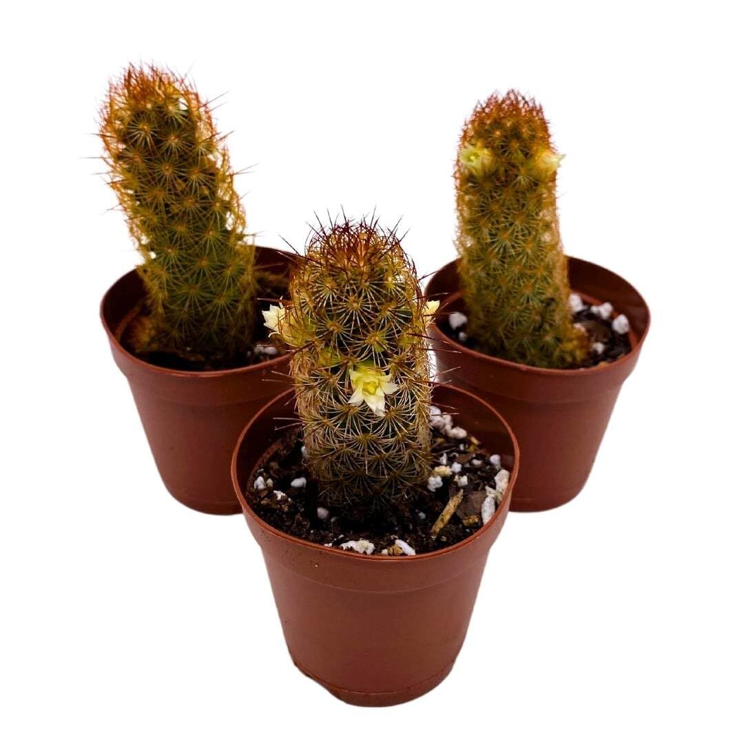 Copper King, 2 inch Set of 3, Lady Fingers Mammillaria elongata Tiny Mini Pixie