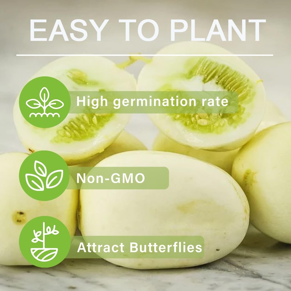 30+ Seed Dragon’s Egg Cucumber Seeds for Planting-Plant & Grow
