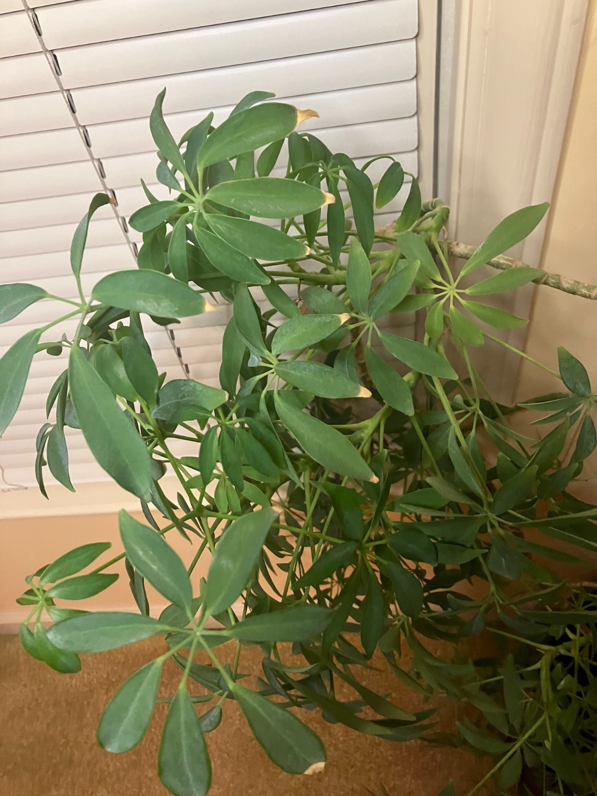 6 1/2 Foot Tall Dwarf Umbrella Tree
