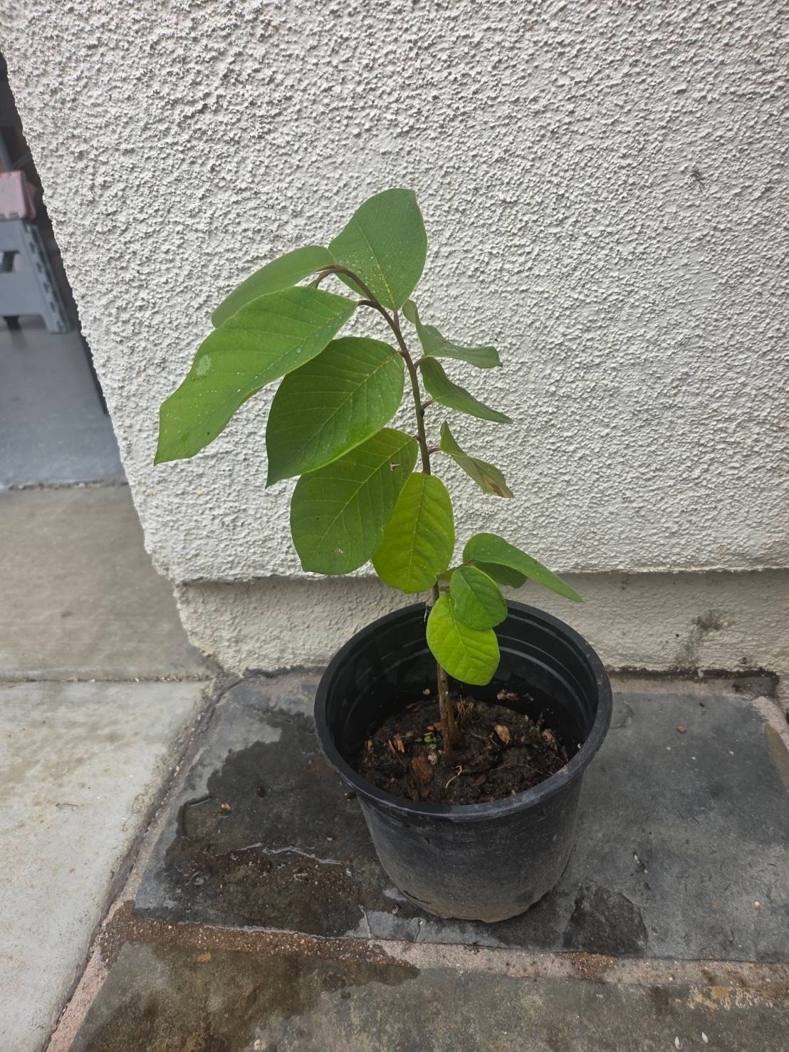 Live Plant of CHERIMOYA (Annona cherimola Tree) Chirimoya Annona, 5″~ 8″ Tall
