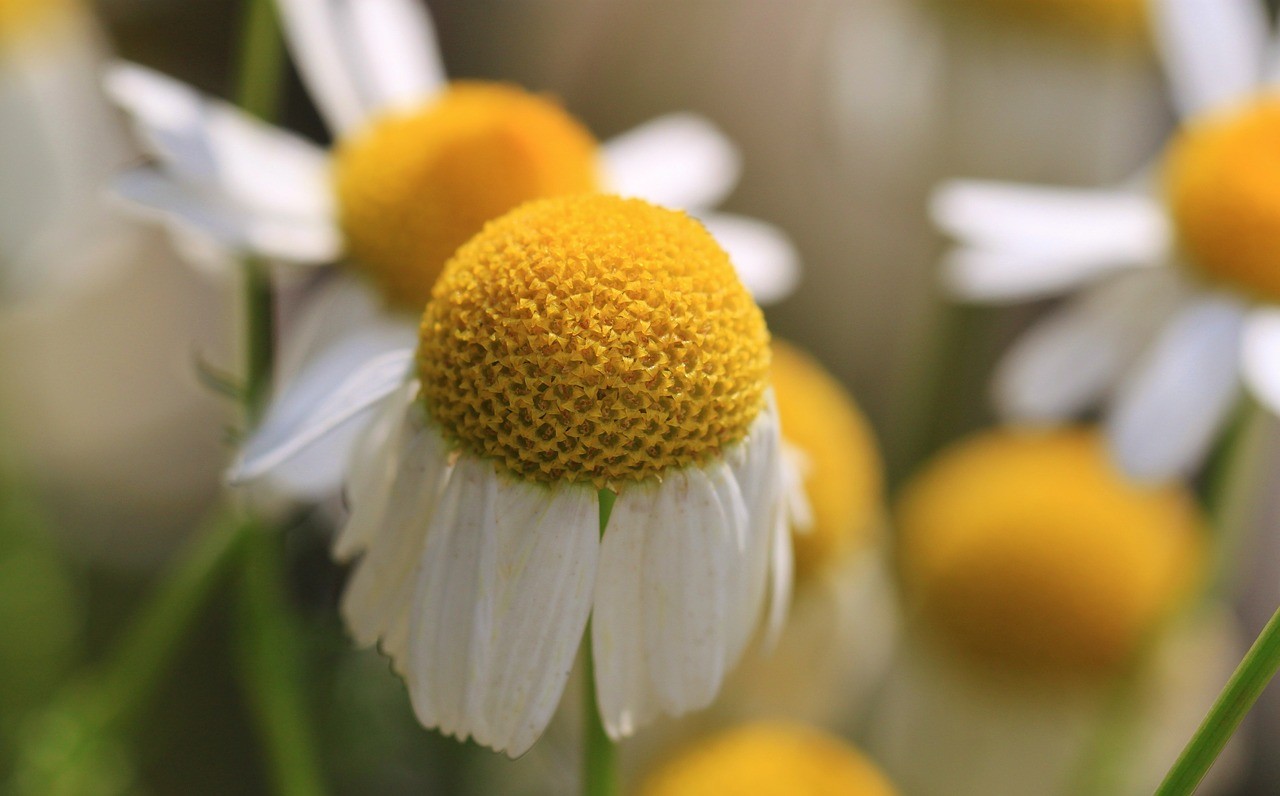 2001+Common German CHAMOMILE Flower Seeds Organic Herb Tea Garden Container Easy