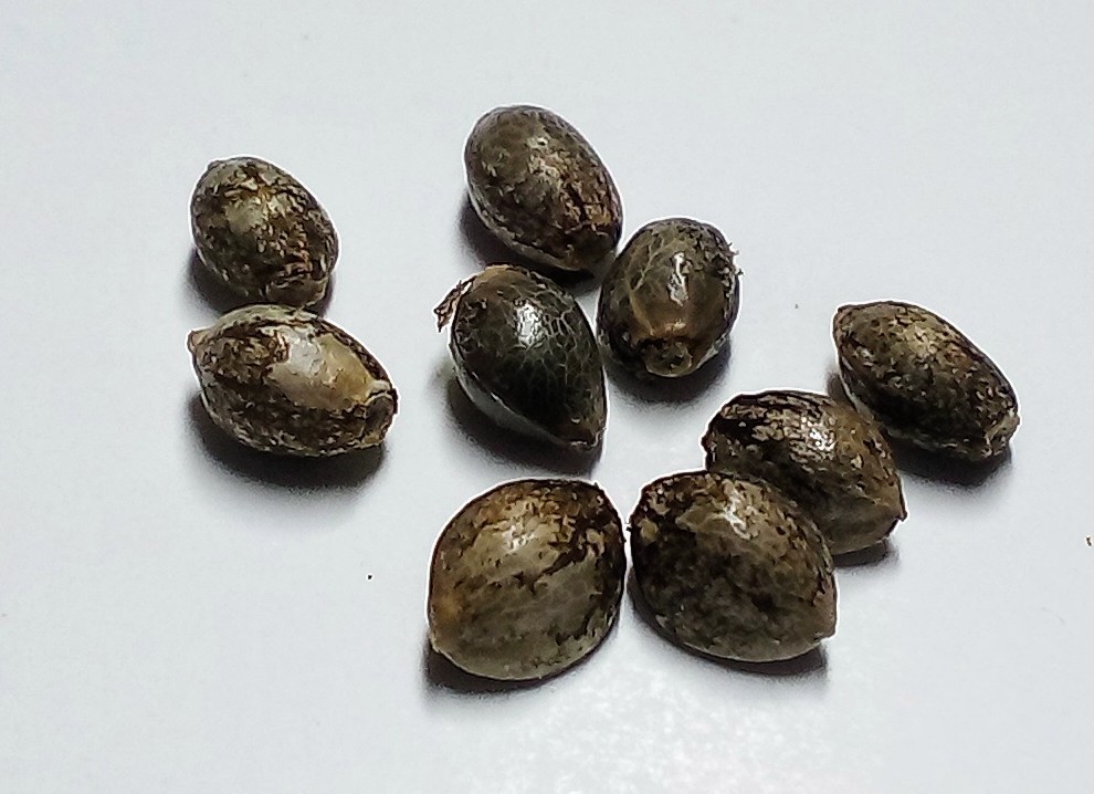 Eighth Brother “Gelato”- Unfeminized Seed Pack 10-15 seeds