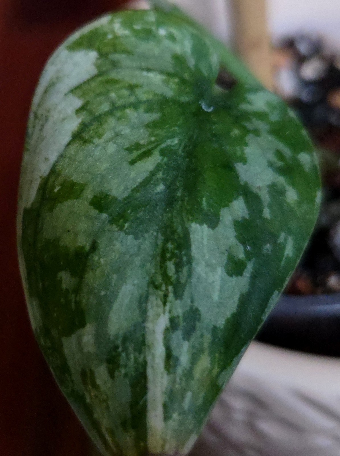 Rare Scindapsus Mayari Albo 18″ Tall not Aroid Monstera Philodendron Anthurium
