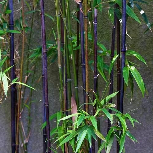 Purple bamboo ( 100 Plus Seeds )