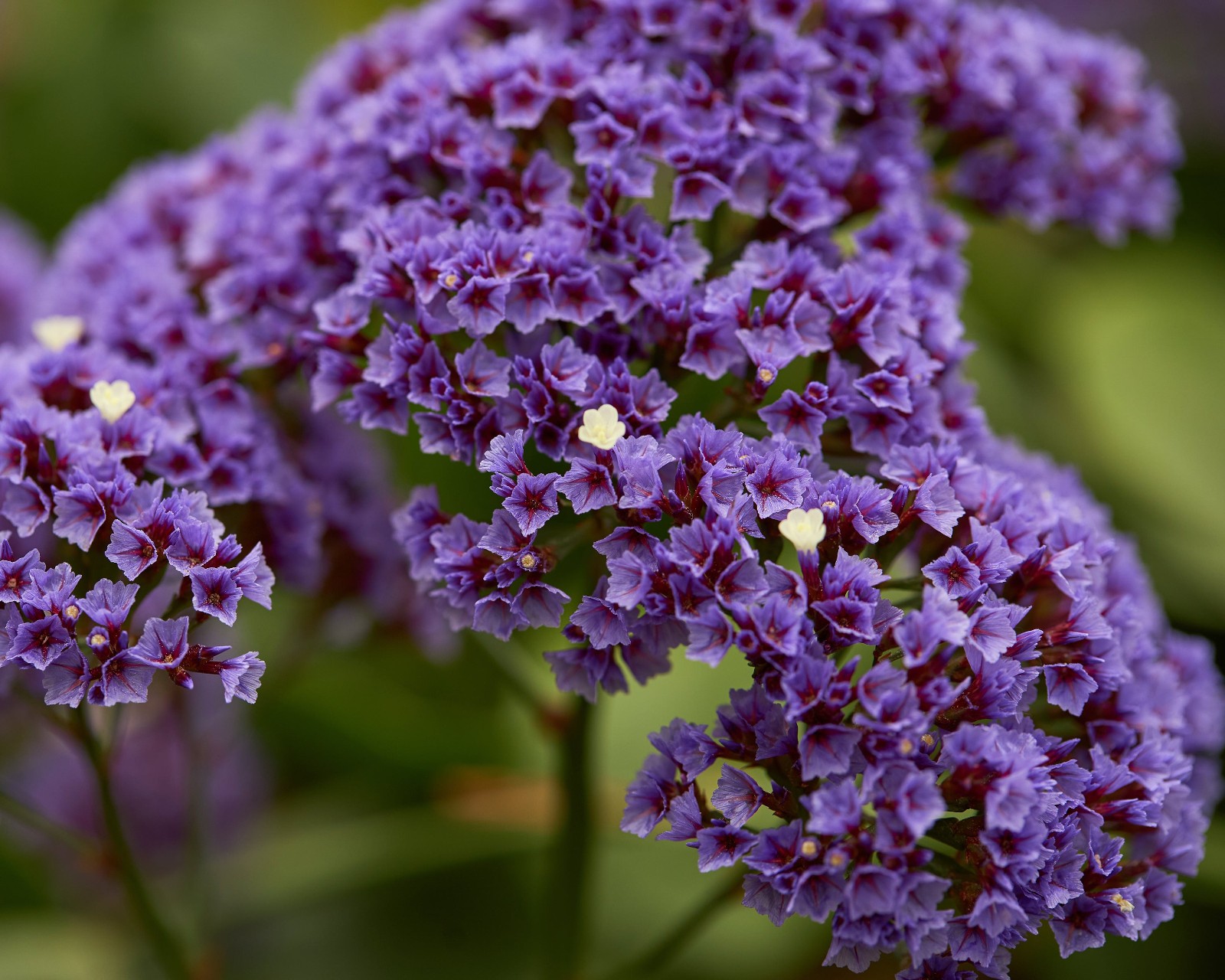 Sea Lavender Crowns Limonium perezii .50gr Seed Packet Free Shipping!