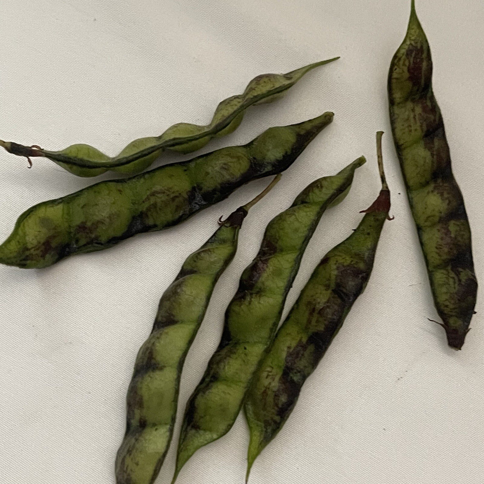 125 Semillas de Gandules Enanos (Pigean peas seeds) 100% Orgánico de Puerto Rico