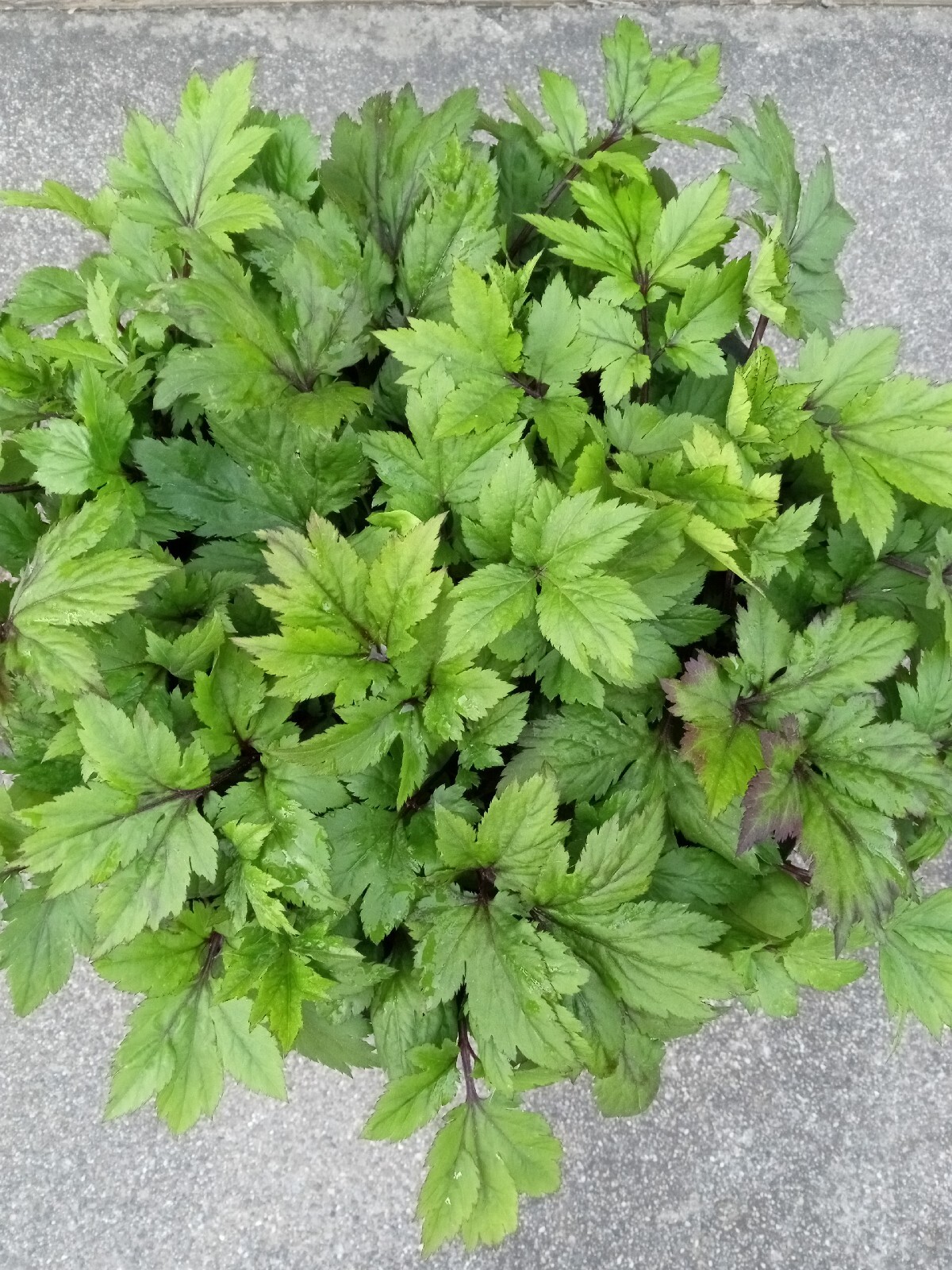 Ashitaba Tomorrows Leaf Angelica Keiskei Japanese 明日草 – Rooted Starter Plants