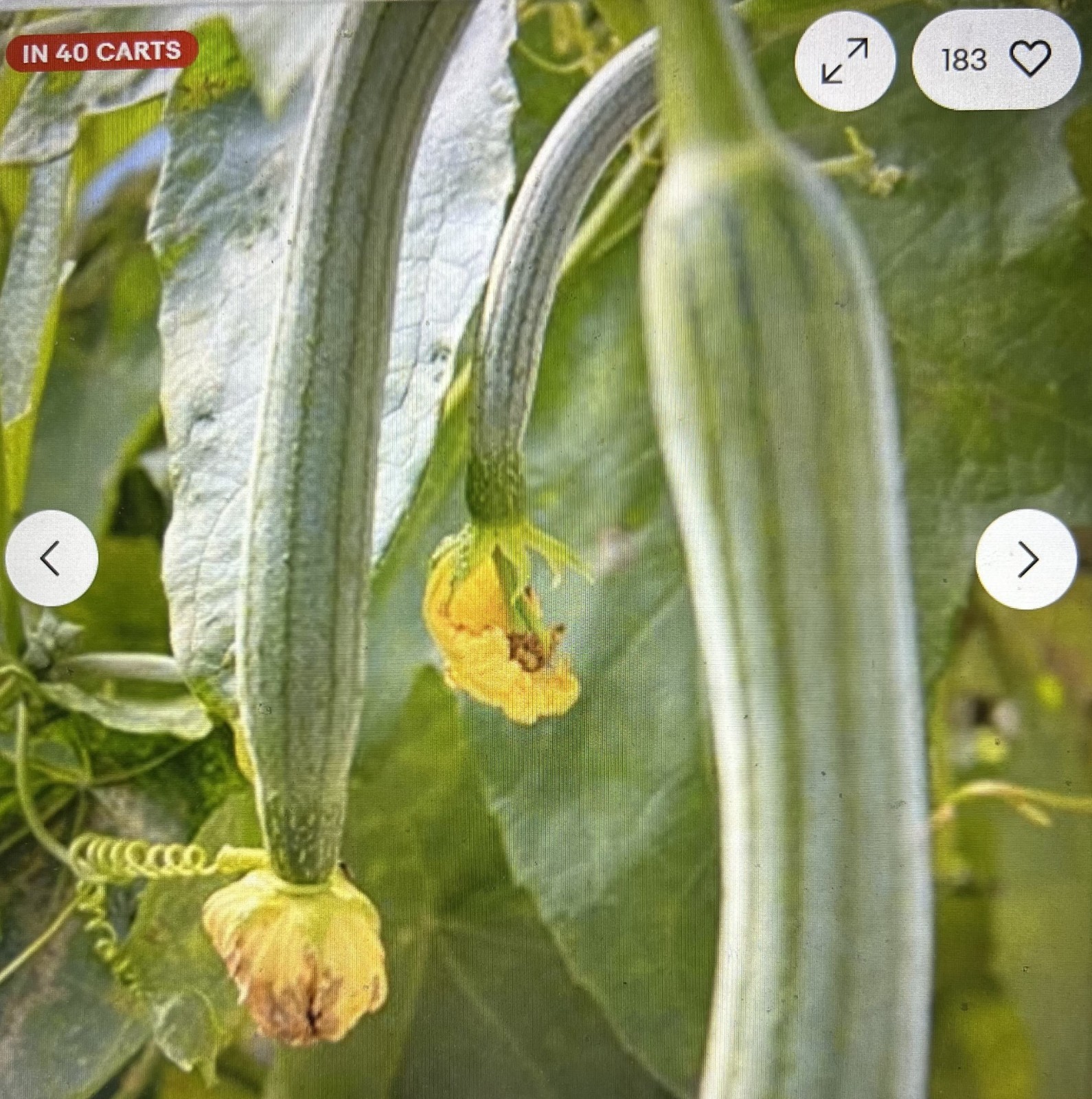 15 + Super Long Luffa Gourd Seeds – Non-GMO Heirloom Variety. Muop Huong.