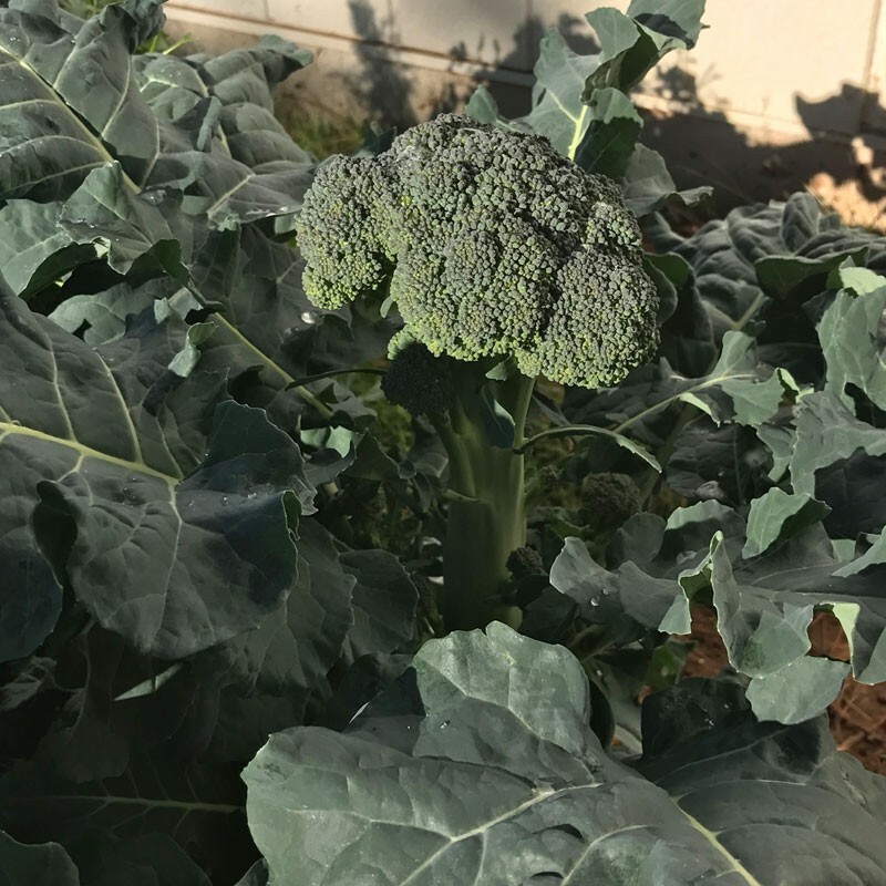 500 Organic Broccoli Seeds “De Cicco” Italian Heirloom – Non-GMO