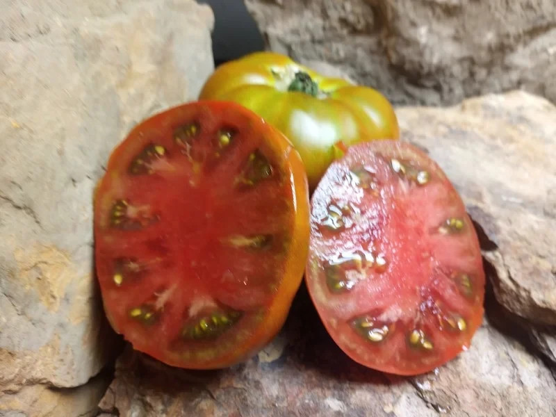 10 SEEDS Maralinga DWARF Variety Tomato ORGANIC DTP