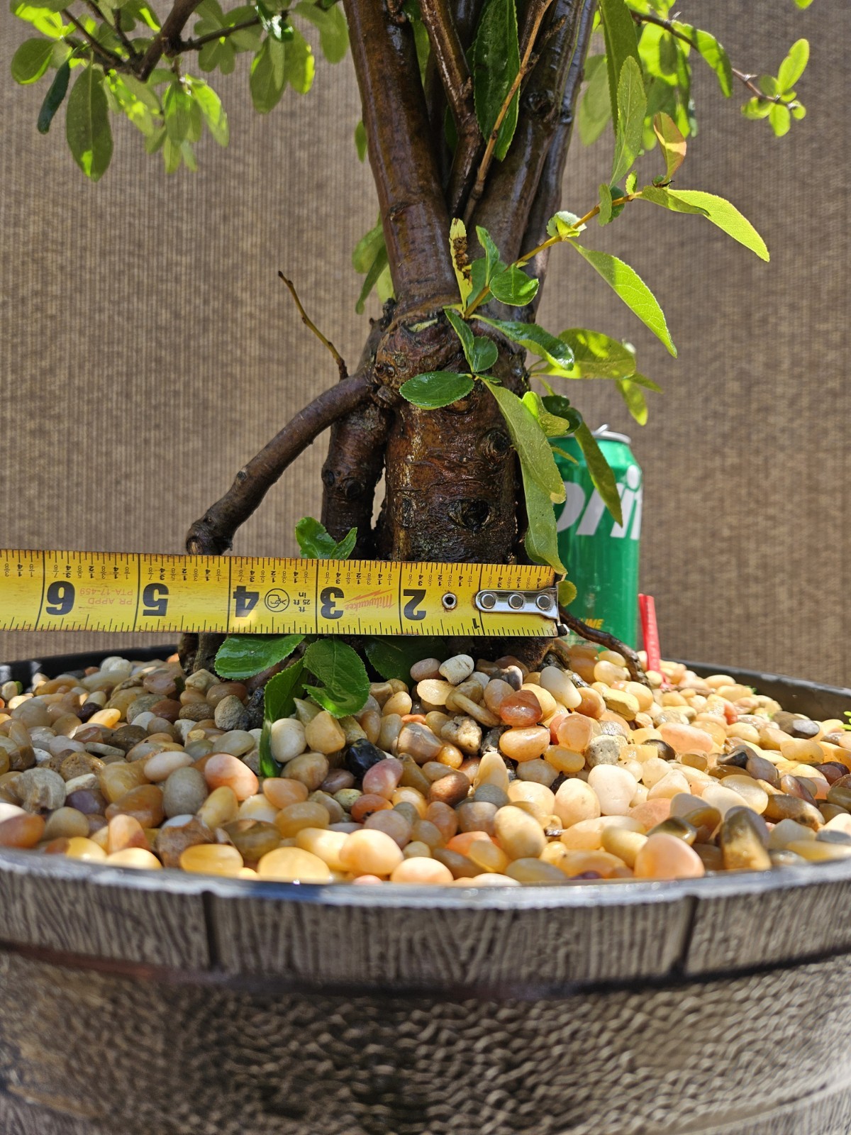 Old Japanese Flowering Quince ( Toyo- Nishiki -Quince ) Bonsai Tree,,, SALE