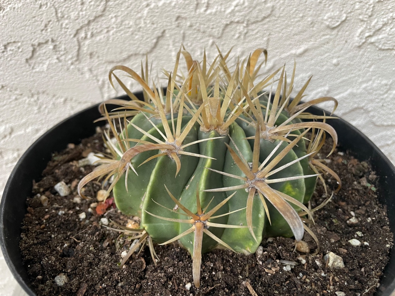 beautiful Ferocactus Flavispinus – Yellow-spined fishhook barrel cactus #B90