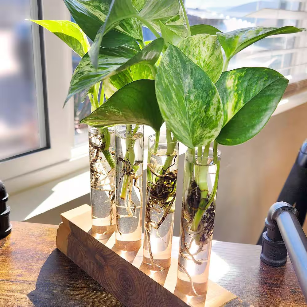 Easy Air Purifying Pothos Plants Live Indoor Houseplants Variety Pack, 4.25 In.