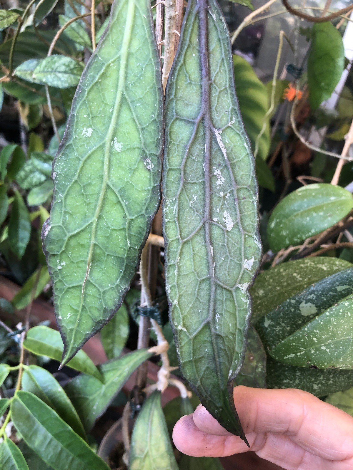 CLEMENSIORUM LONG LEAF IML 1752 (ROOTED PLANT)