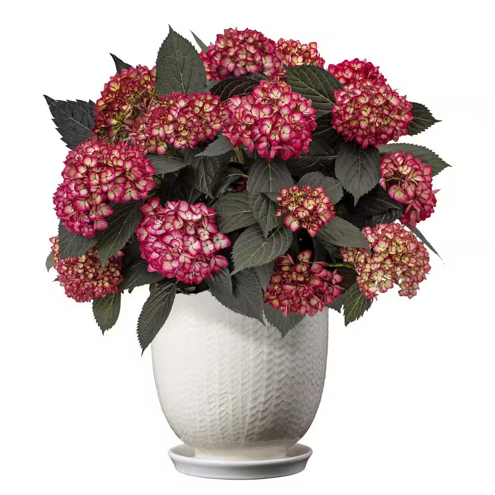 2 Gal. Eclipse Bigleaf Hydrangea Shrub with Dark Purple Foliage and Cranberry Fl