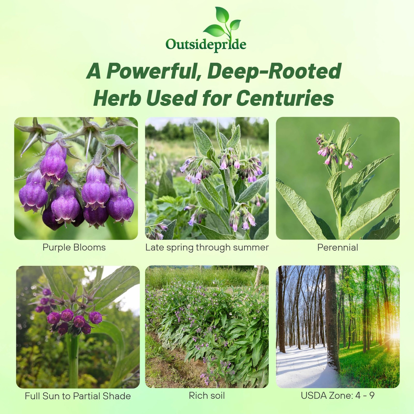 Comfrey Seeds – 100 Pcs. Perennial, Drought-Tolerant Low Maintenance, Herb S…
