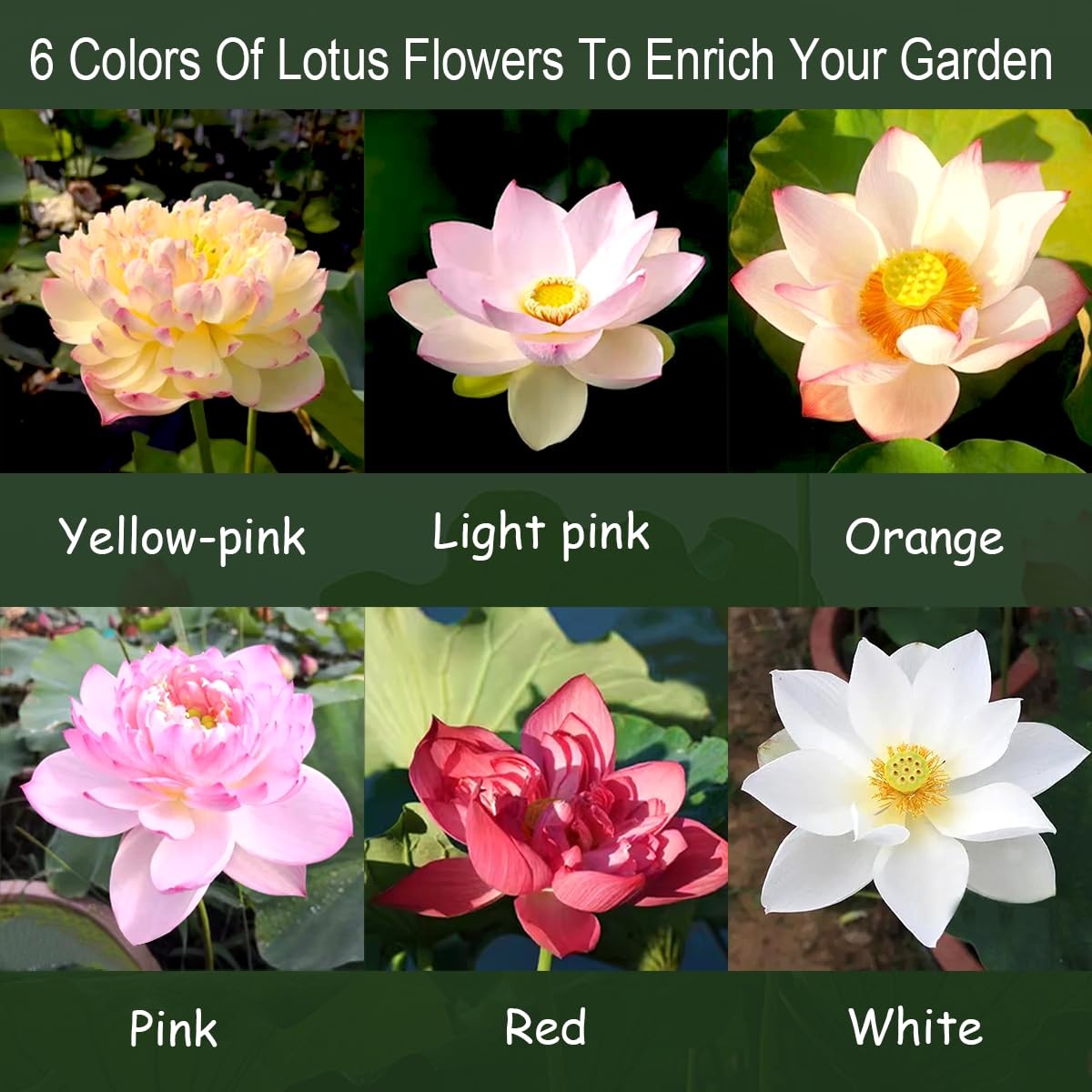 120 Pcs Mixed Color Bonsai Bowl Lotus Seeds,Easily Low Maintenance for 120 PC