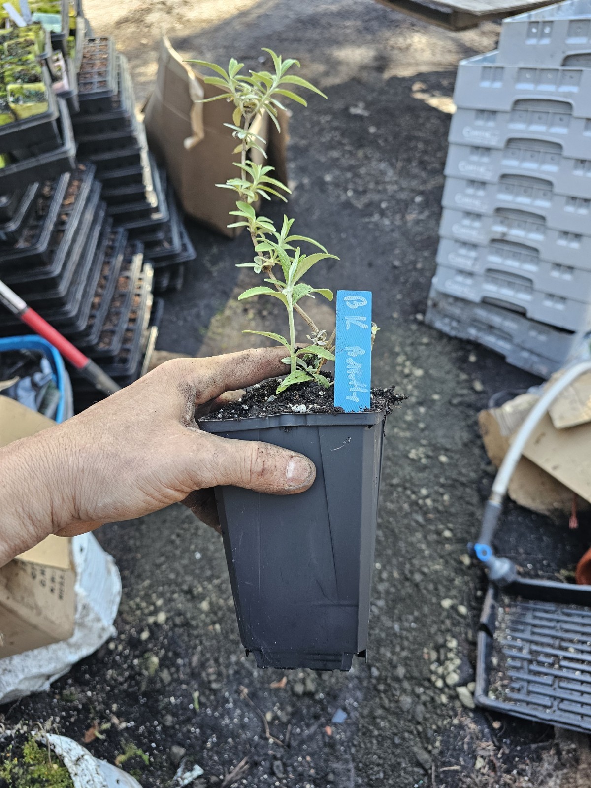 2PK large BLACK KNIGHT DWARF BUTTERFLY BUSH purple flower in 6″ pots