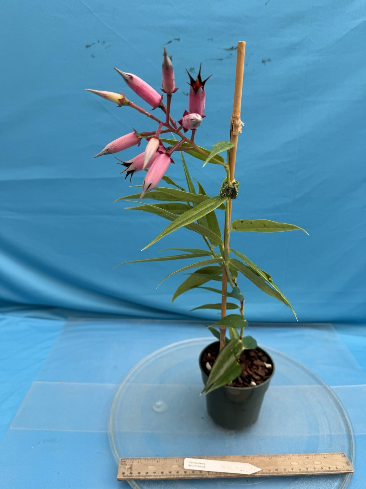 Ceratostema gauchiizacae Black Pink BS Neotropical Ericaceae Blooming 4.5” Pot